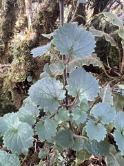Stenogyne rotundifolia