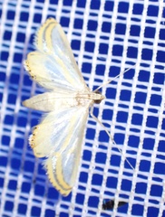 Acentropinae