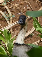 Branta sandvicensis