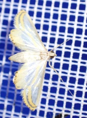 Acentropinae