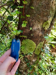 Coenogonium implexum