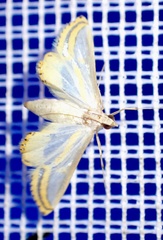 Acentropinae