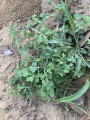 Artemisia capillaris