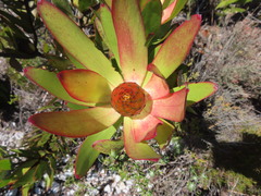 Leucadendron gandogeri