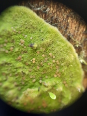 Coenogonium implexum