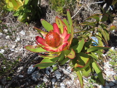 Leucadendron gandogeri
