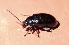 Galerucinae