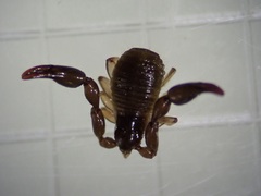 Haplochernes funafutensis