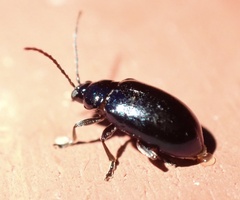 Galerucinae