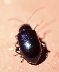 Galerucinae