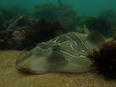 Trygonorrhina dumerilii