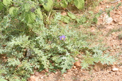Solanum virginianum