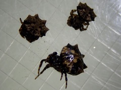 Thelacantha brevispina