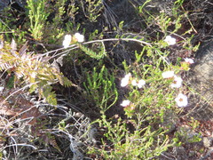 Adenandra uniflora
