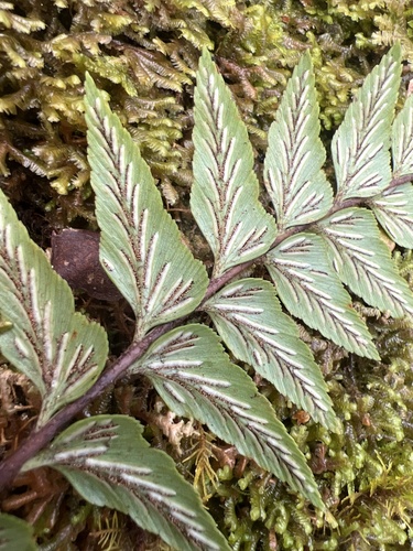Asplenium polyodon observed 2022-11-05