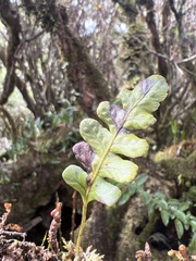 Polypodium pellucidum pellucidum