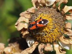 Melanerythrus mactans
