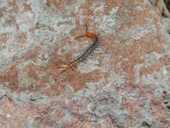 Scolopendra morsitans
