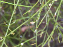 Leptomeria acida