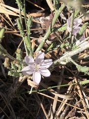 Stephanomeria pauciflora