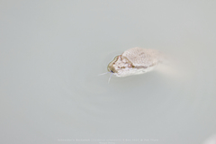 Cerberus schneiderii