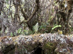 Polypodium pellucidum pellucidum