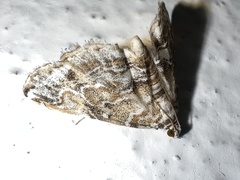 Pyraloidea