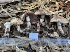 Agaricus boisseletii