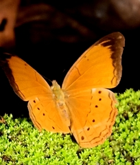 Cirrochroa malaya