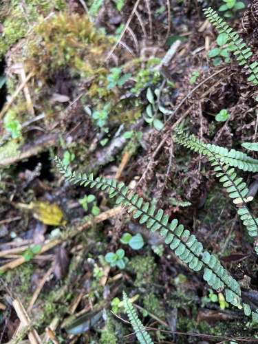 Asplenium hobdyi