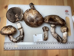 Agaricus boisseletii