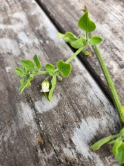Salpichroa origanifolia