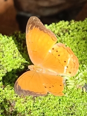 Cirrochroa malaya