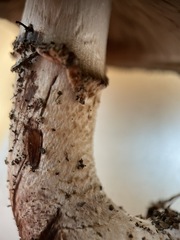 Agaricus boisseletii