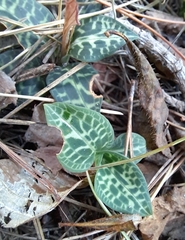 Goodyera schlechtendaliana