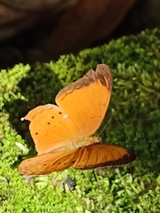 Cirrochroa malaya