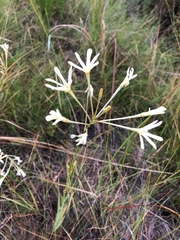 Ixia paniculata