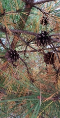Pinus densiflora