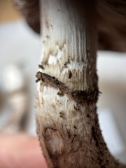 Agaricus boisseletii