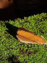 Cirrochroa malaya