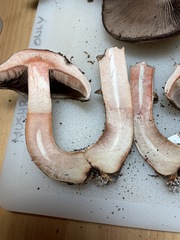 Agaricus boisseletii