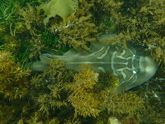 Trygonorrhina dumerilii