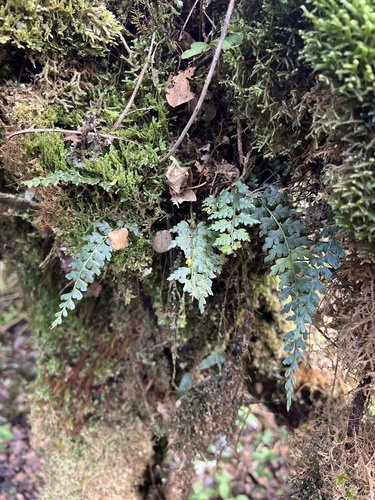 Asplenium haleakalense observed 2022-11-05