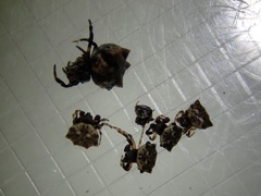 Thelacantha brevispina