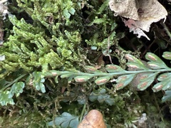 Asplenium haleakalense