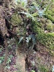 Asplenium haleakalense