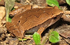 Hamptophryne boliviana