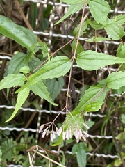 Eupatorium tashiroi