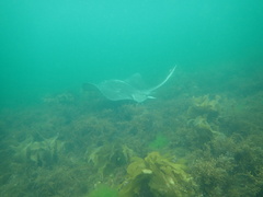 Bathytoshia brevicaudata