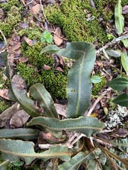 Elaphoglossum paleaceum
